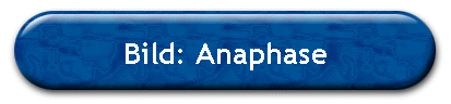 Bild: Anaphase